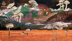 Can You Access Psilocybin Therapy in Canada?