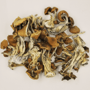 Psilocybe Cubensis Canada