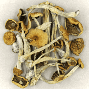 Psilocybe Cubensis Mexicana Canada: