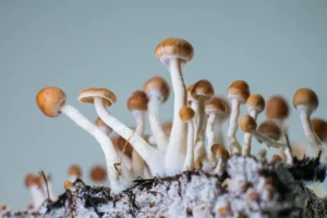 Are psychedelics legal in Canada?