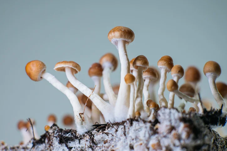 Are psychedelics legal in Canada?